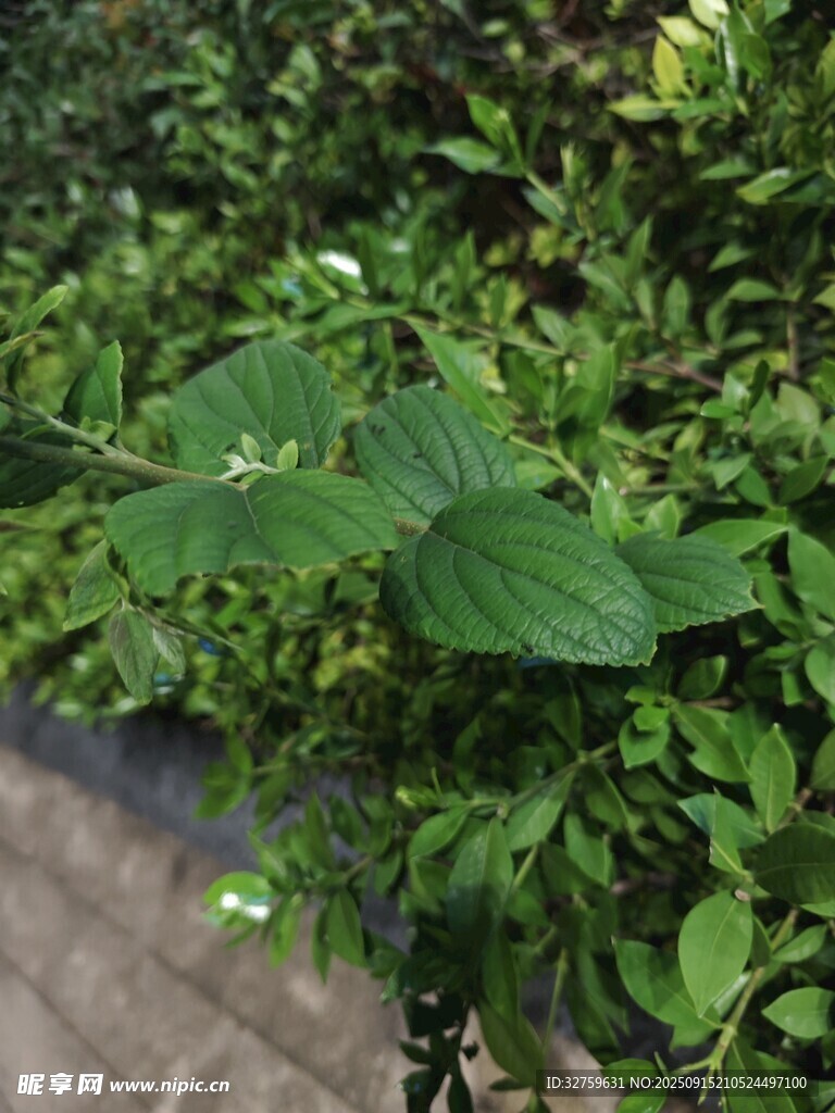 绿叶植物特写