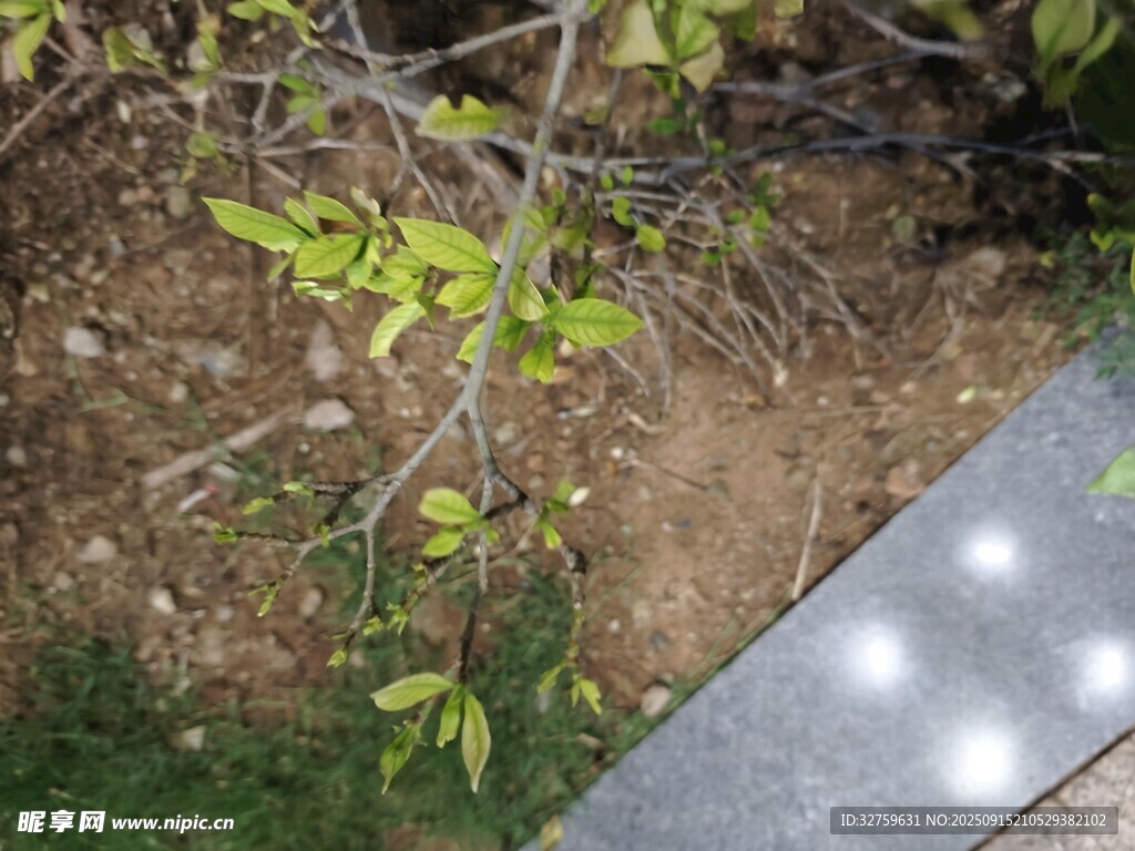 新生绿植与石板景观