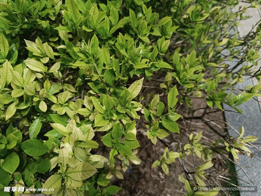 绿叶繁茂的灌木丛