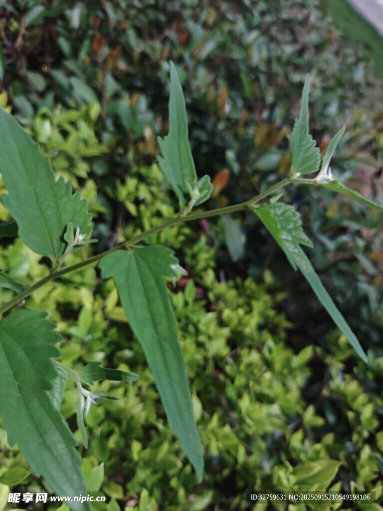 绿叶植物特写