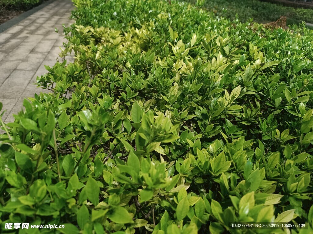 翠绿繁茂的园林灌木景观