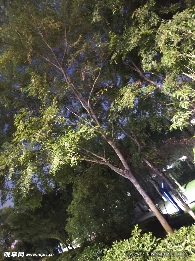 仰视葱郁树木景观