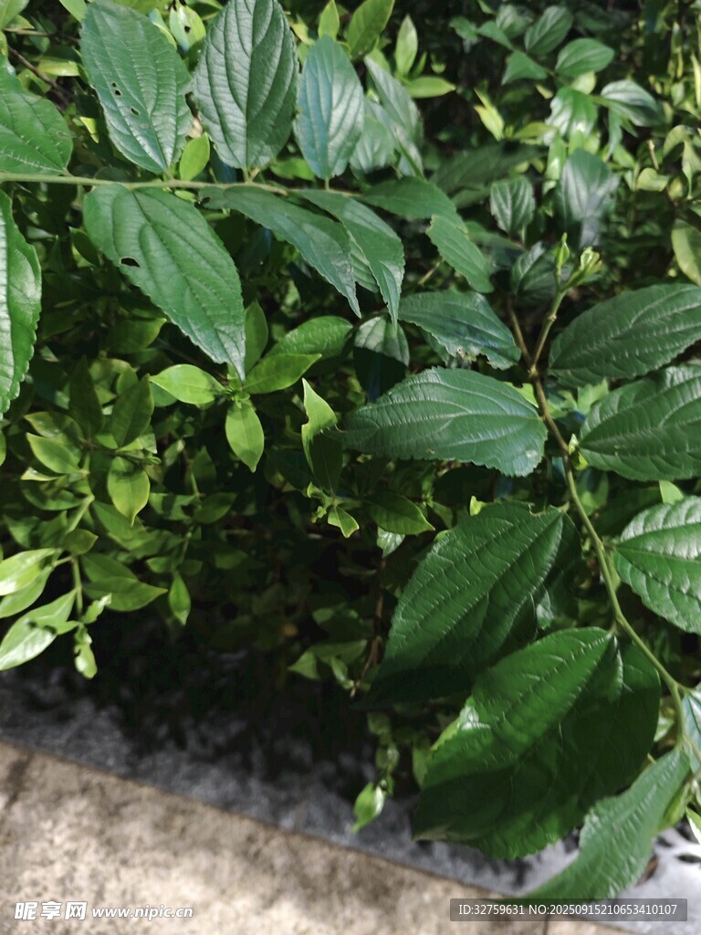 绿叶繁茂的植物景观