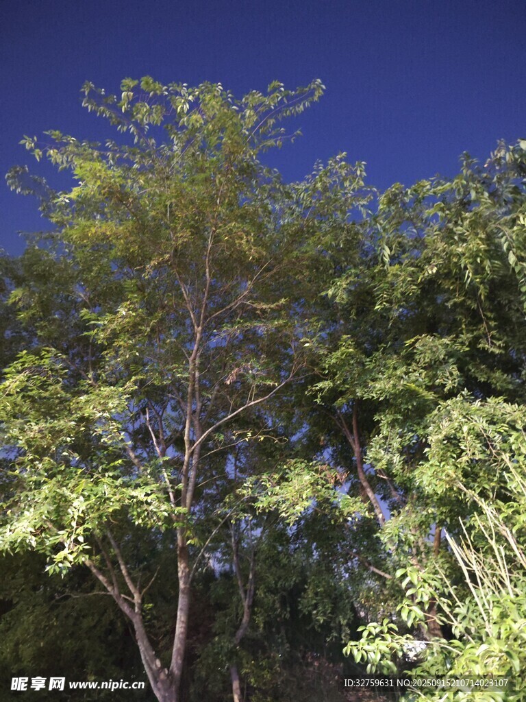 蓝天绿树间的清新景致