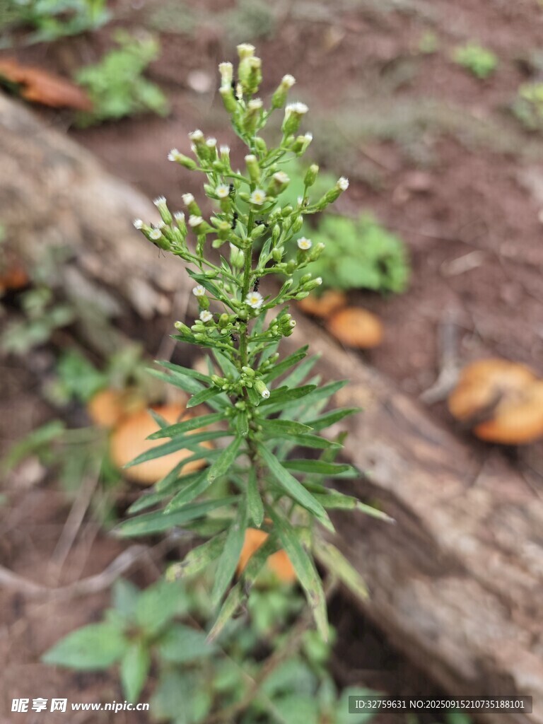 野外绿色小植株特写