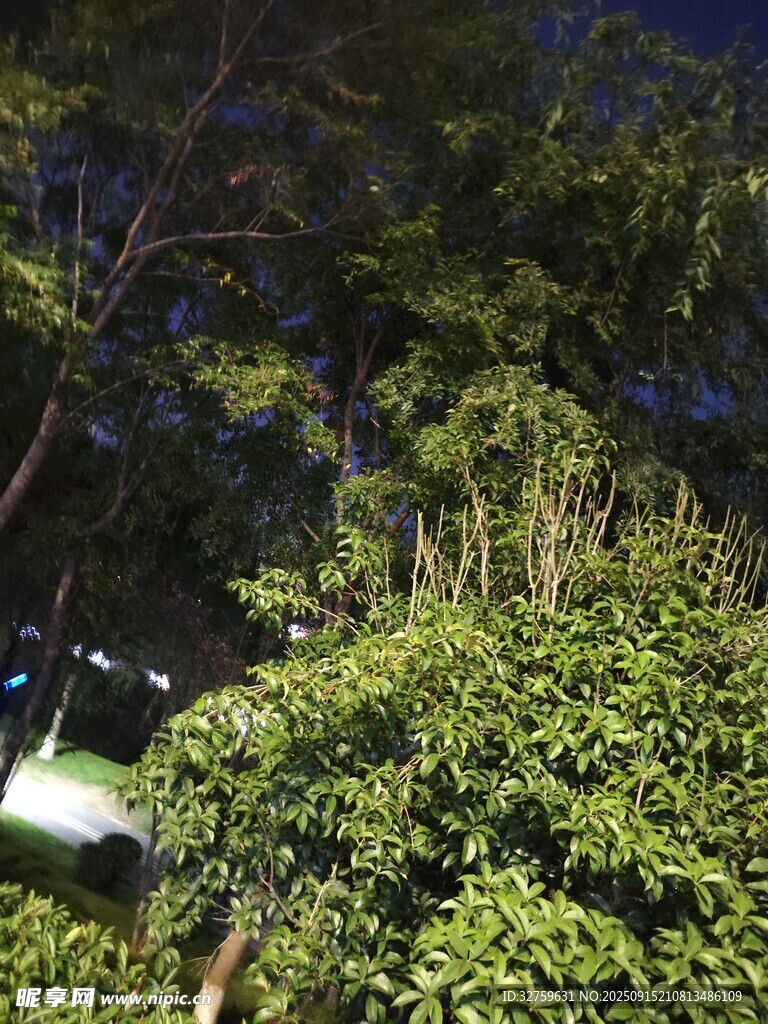 夜晚繁茂绿植景观