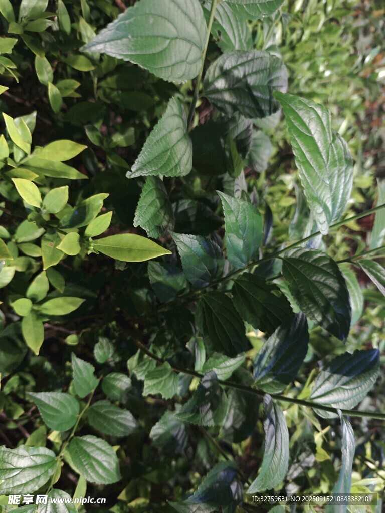 繁茂绿植特写