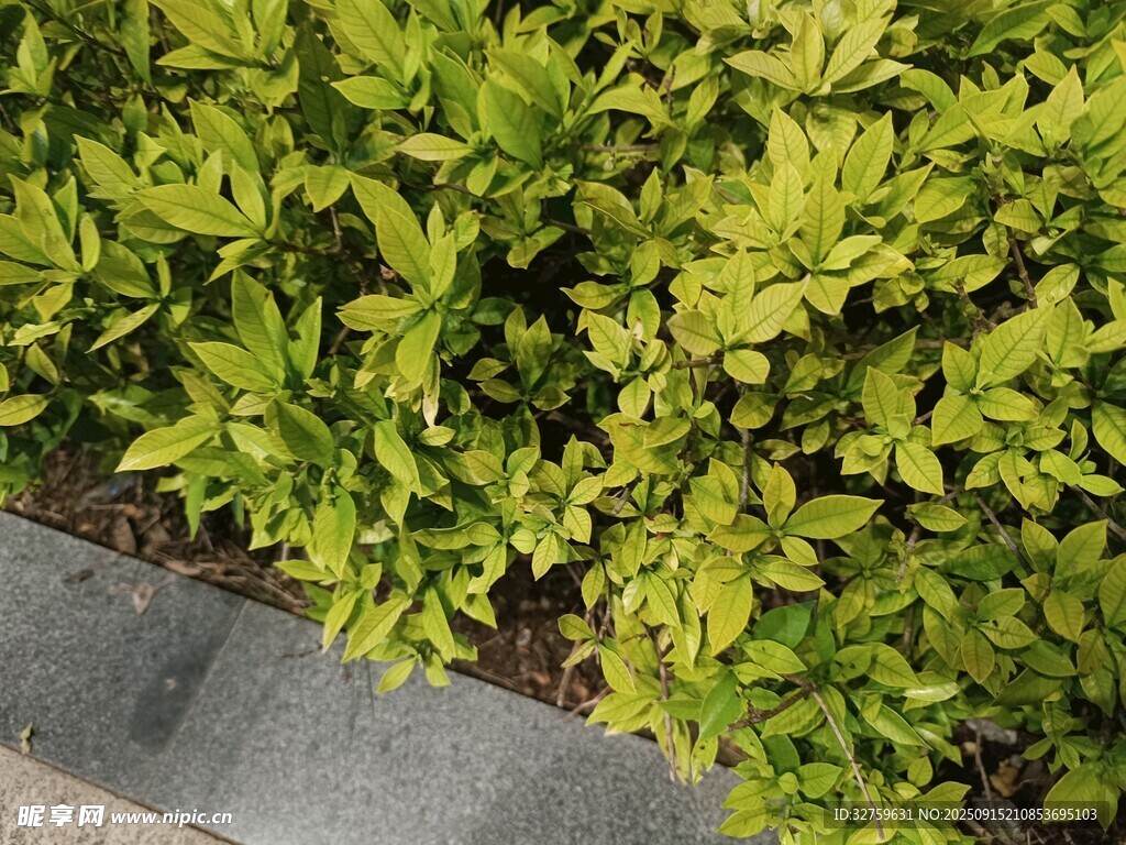 翠绿繁茂的植物景观