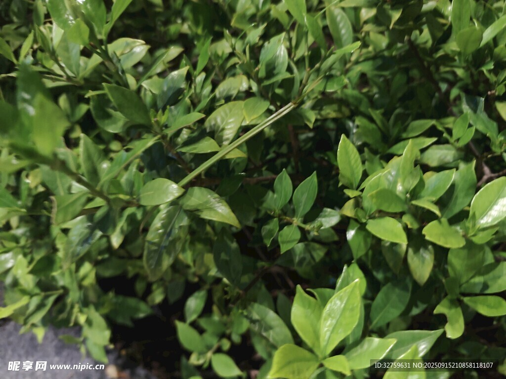 翠绿繁茂的植物景观