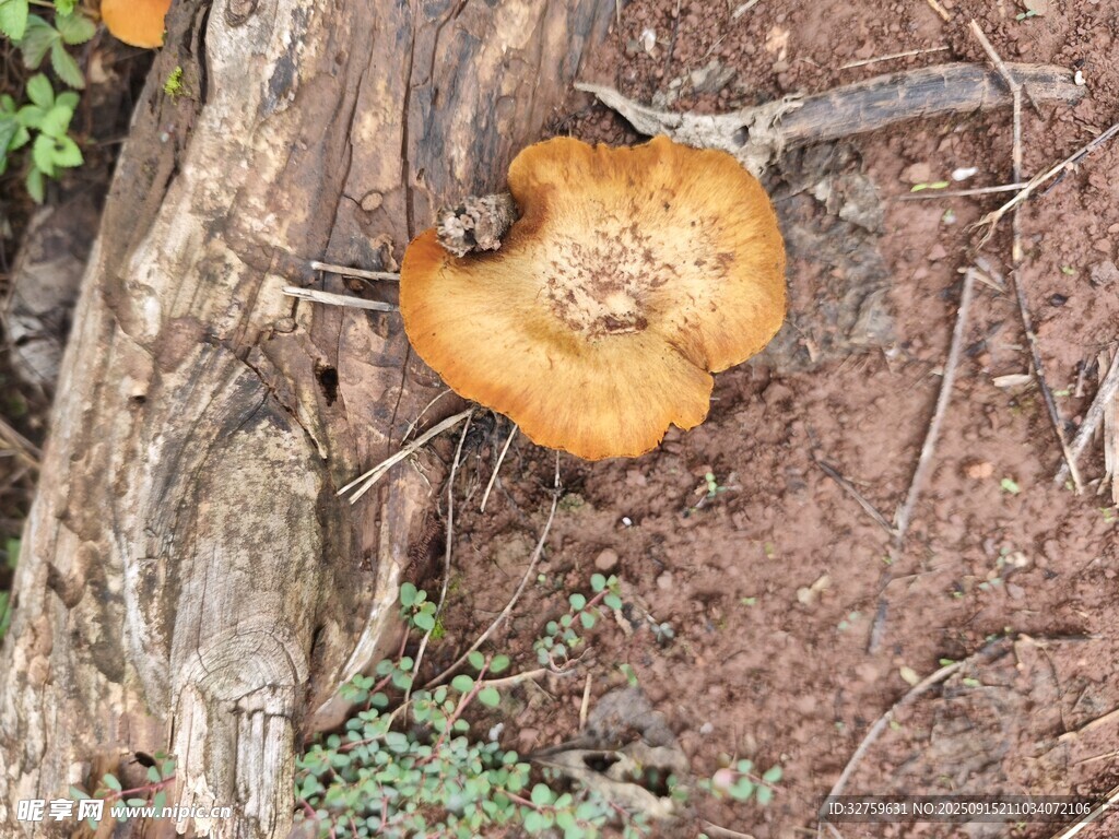 林间橙色蘑菇特写