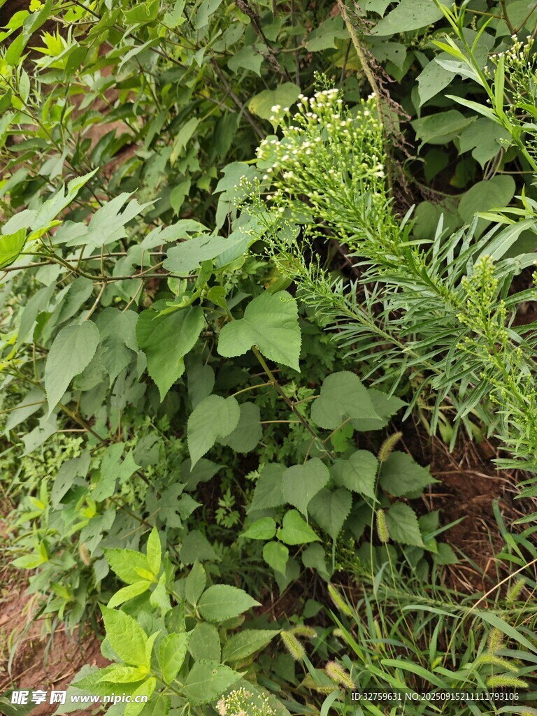 繁茂绿植 