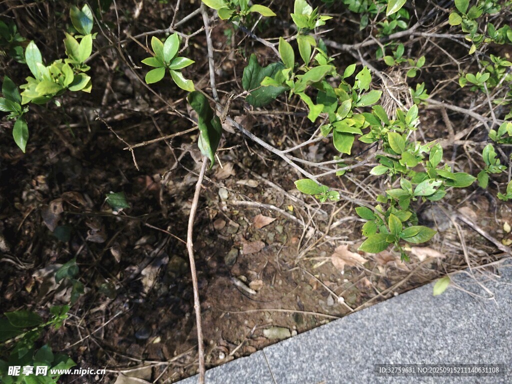 路边绿植与地面景象