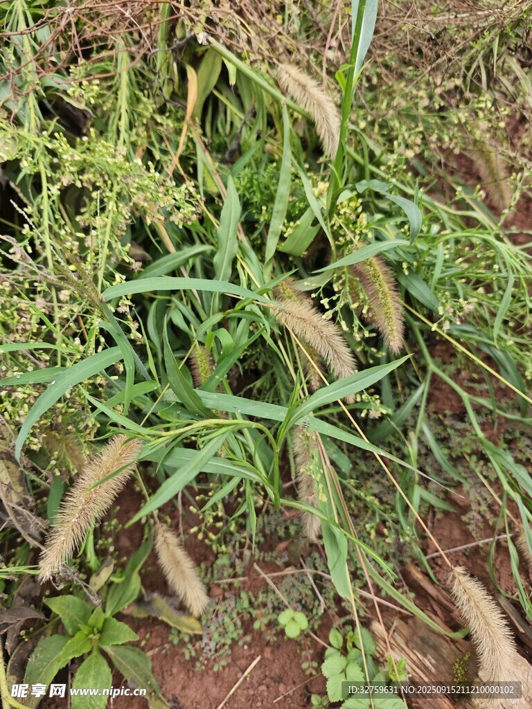 地面上的杂草与枯叶