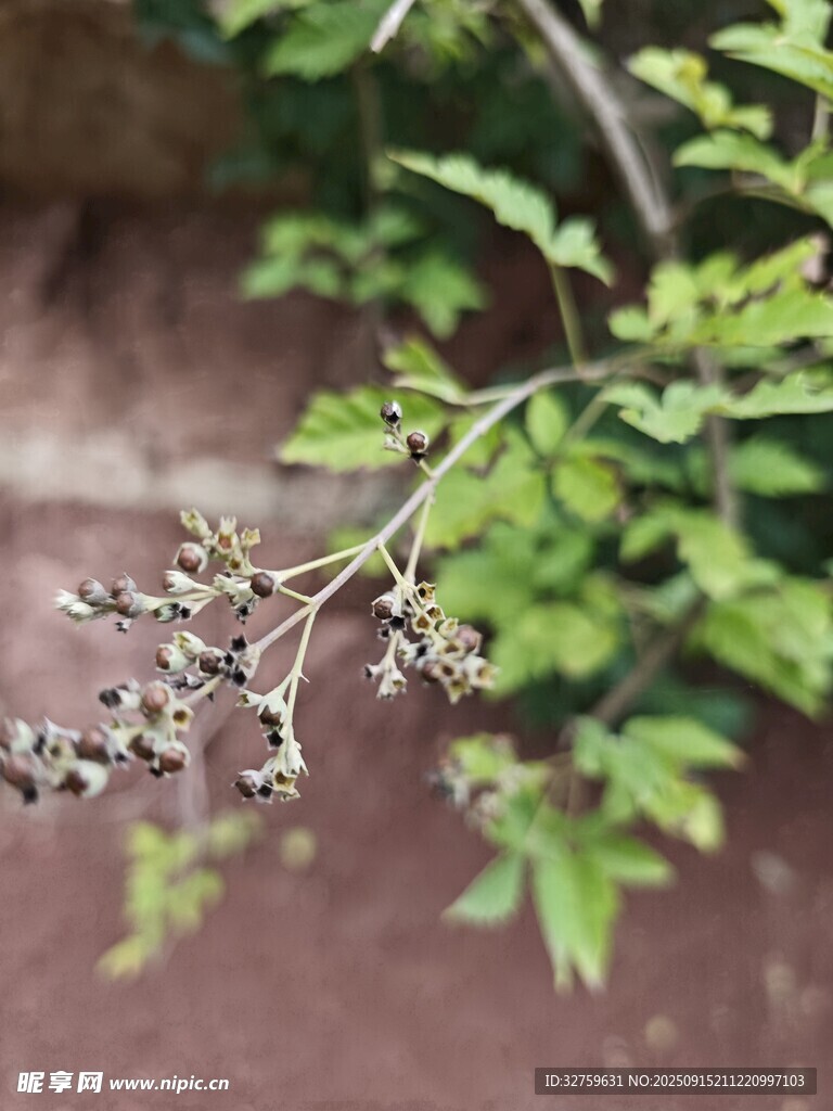 枝头绿植与黑色果实