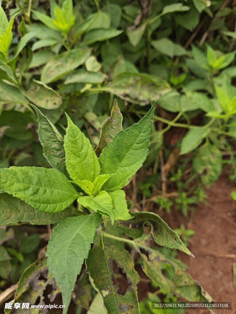 绿叶繁茂的清新植物