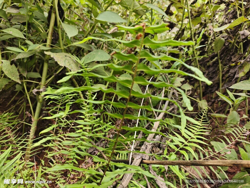 茂密丛林中的蕨类植物
