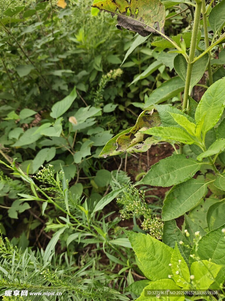 繁茂绿植 