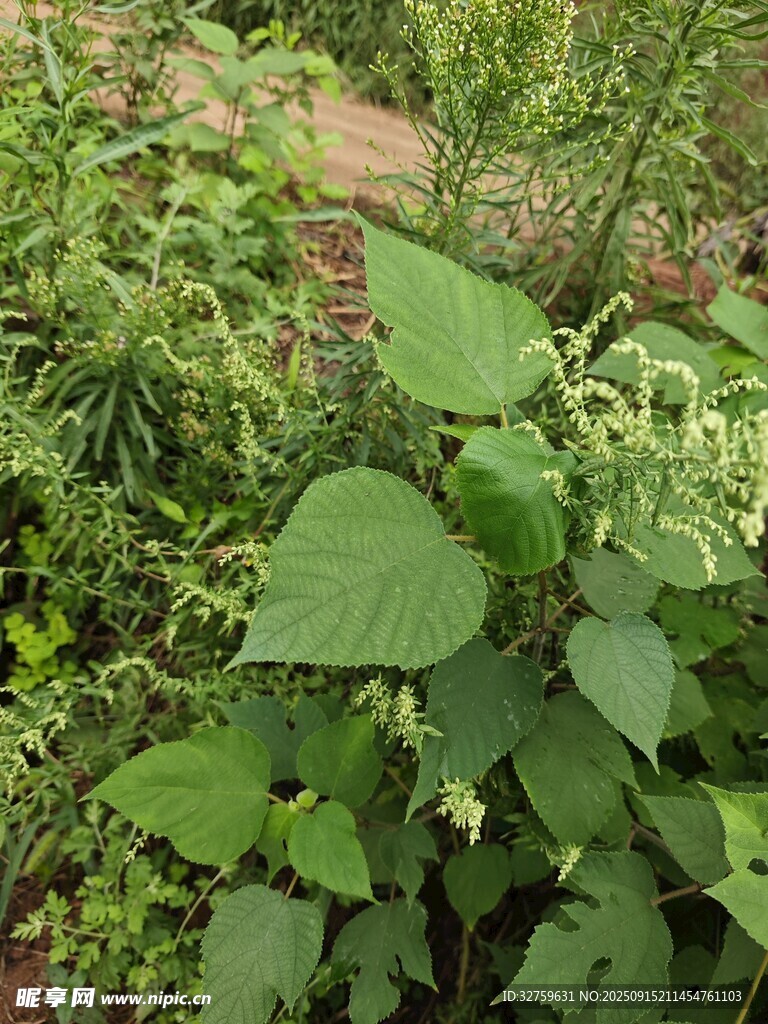 繁茂绿植景观