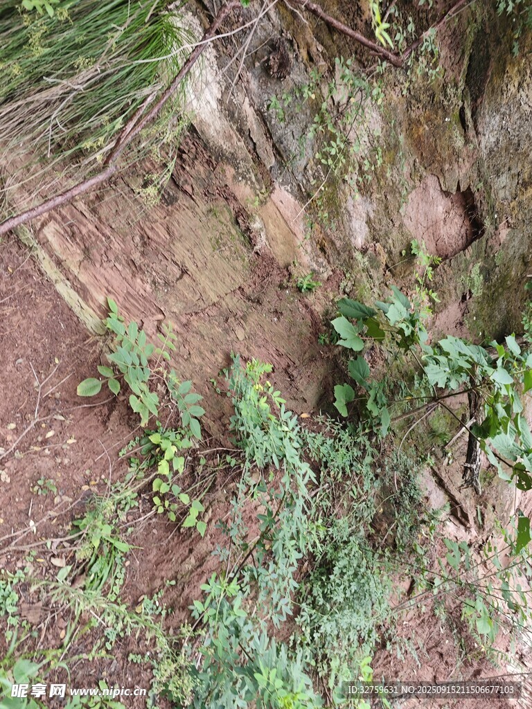 山坡上的绿色植物