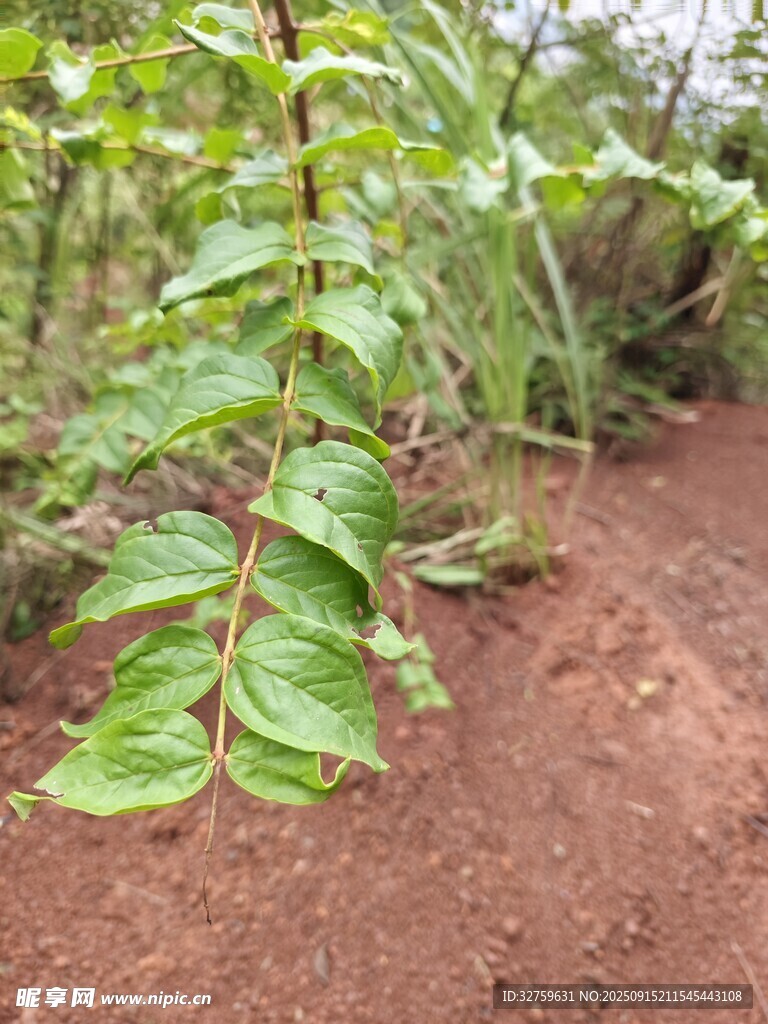 田间生长的绿叶植物