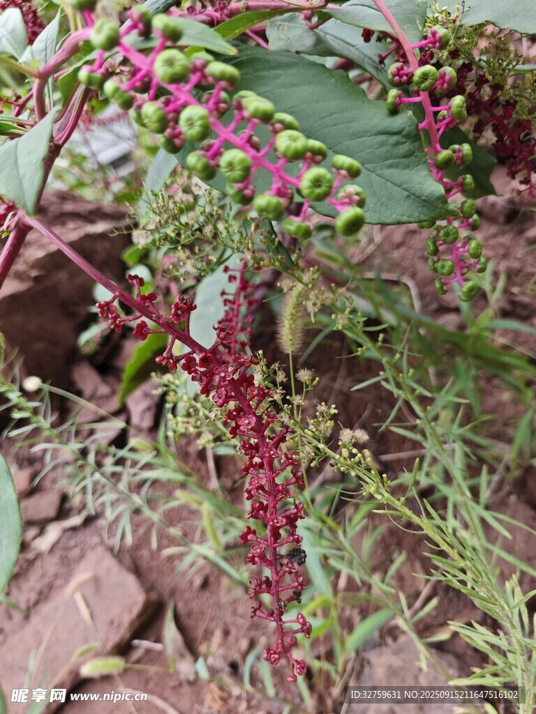 鲜艳多彩的植物果实景观