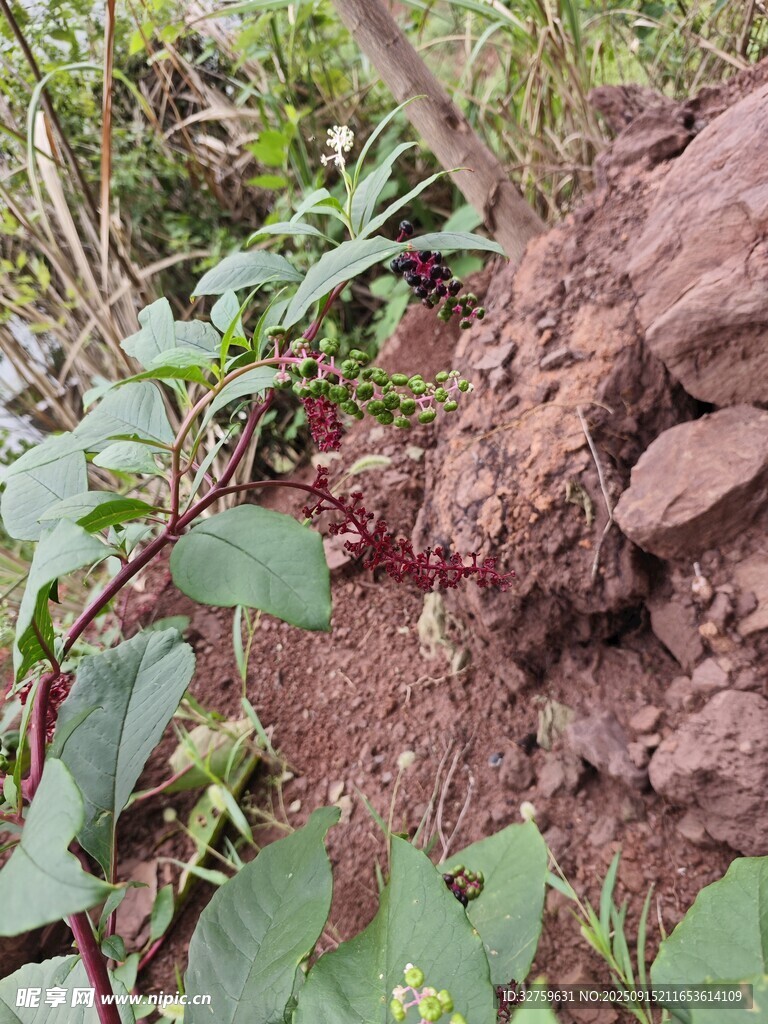山坡上的植物与岩石