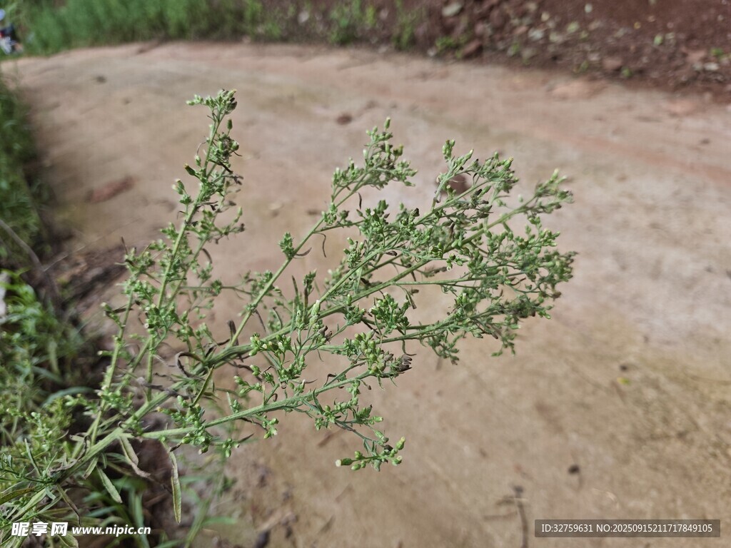 路边生长的绿色植物
