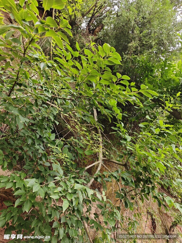 繁茂绿植覆盖的山坡一角