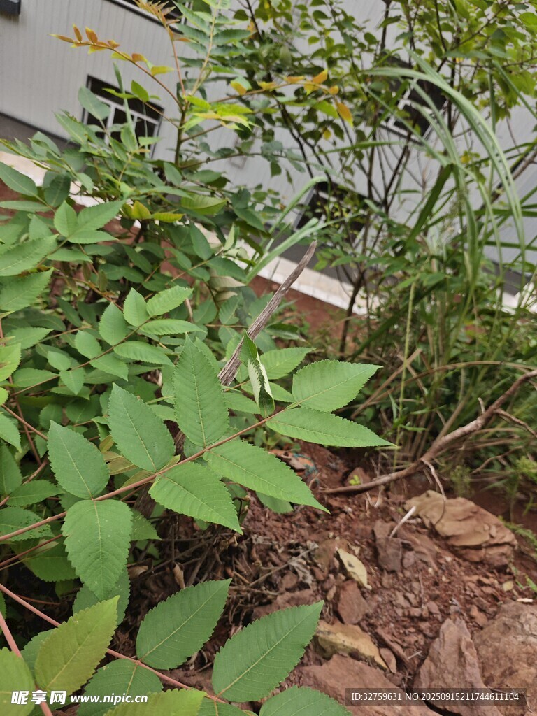 庭院绿植景观一角