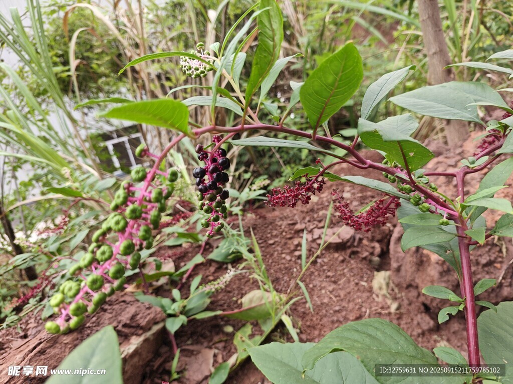 野外生长的红茎绿叶植物