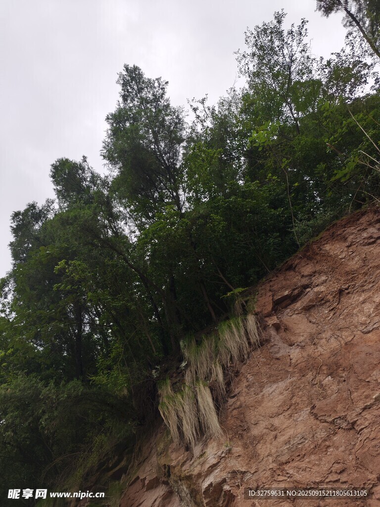 悬崖上的葱郁绿树