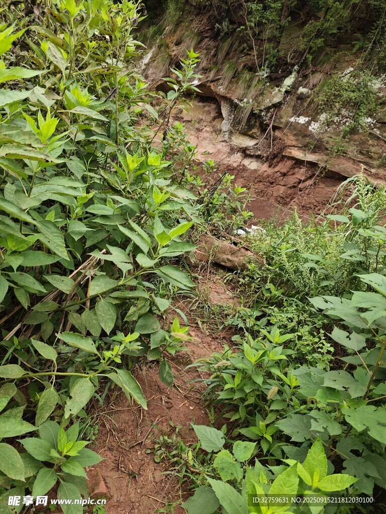山间小径旁的繁茂绿植