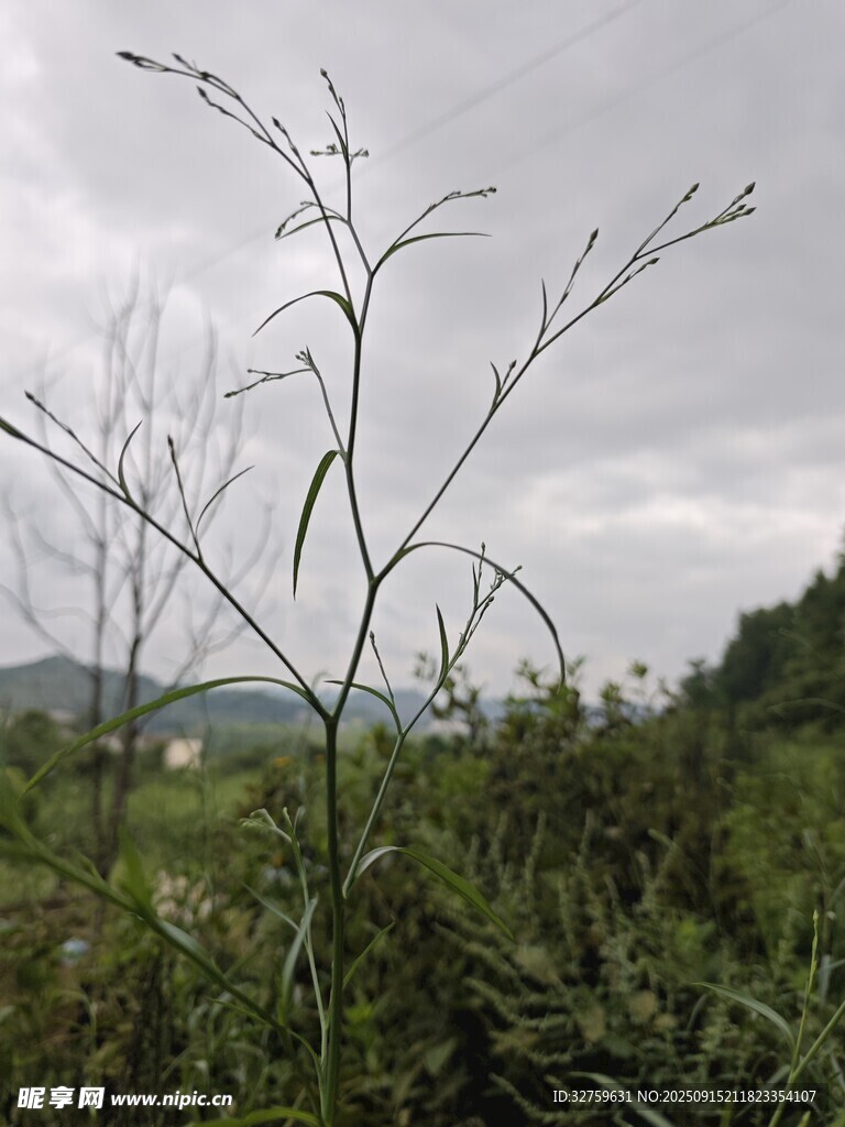 荒野中的枯枝干