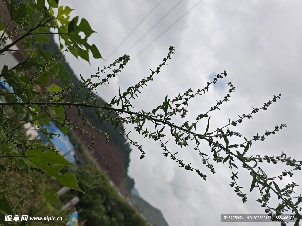 山间树枝伸展 