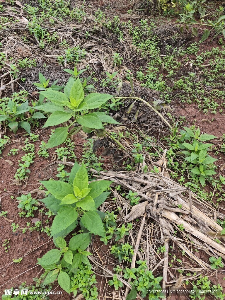 野外生长的绿色植物