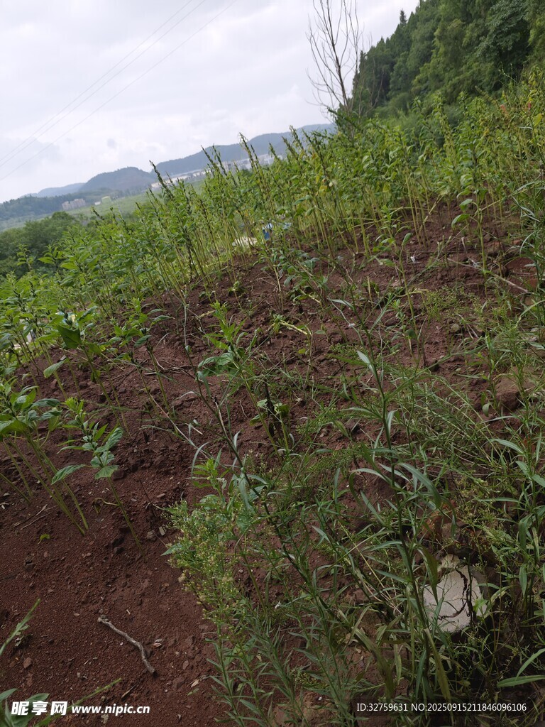 野外繁茂的绿植与红土地