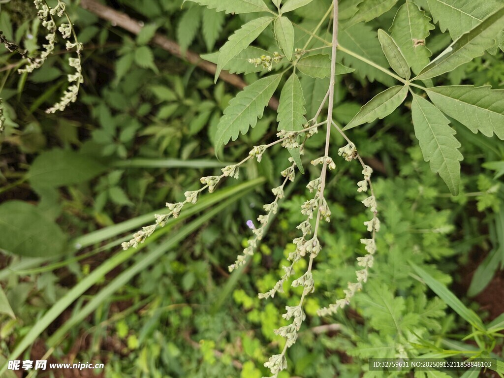 野生植物特写