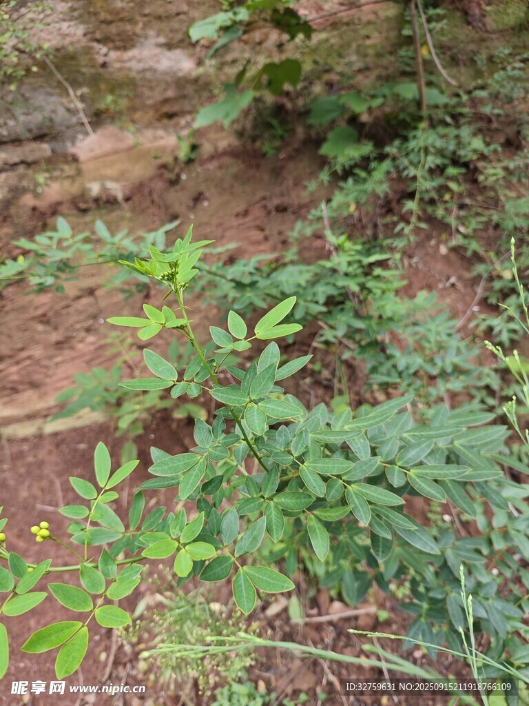 野外生长的绿色植物