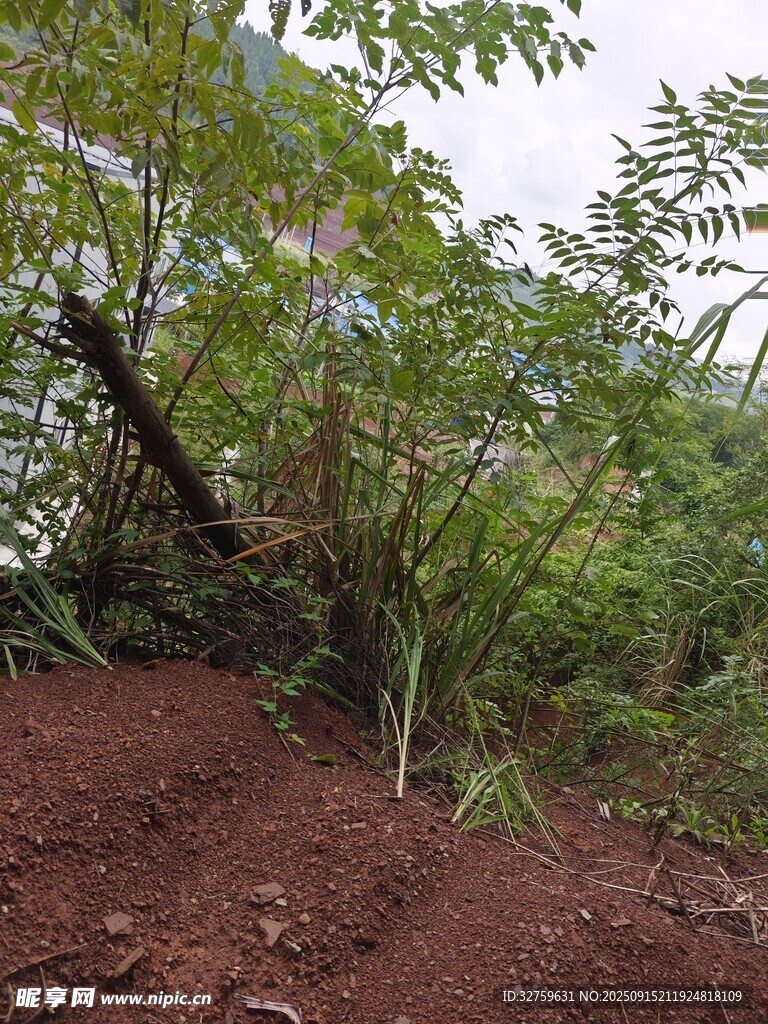 山坡上的繁茂绿植