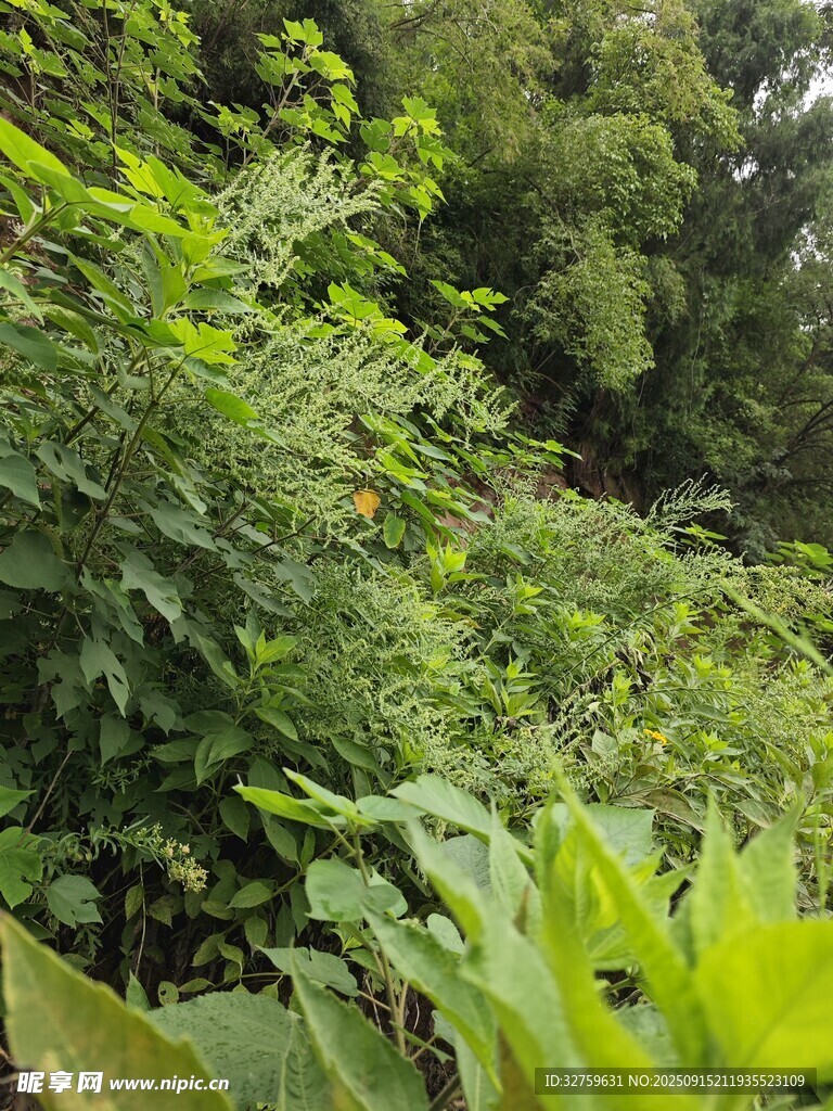 繁茂绿植景观