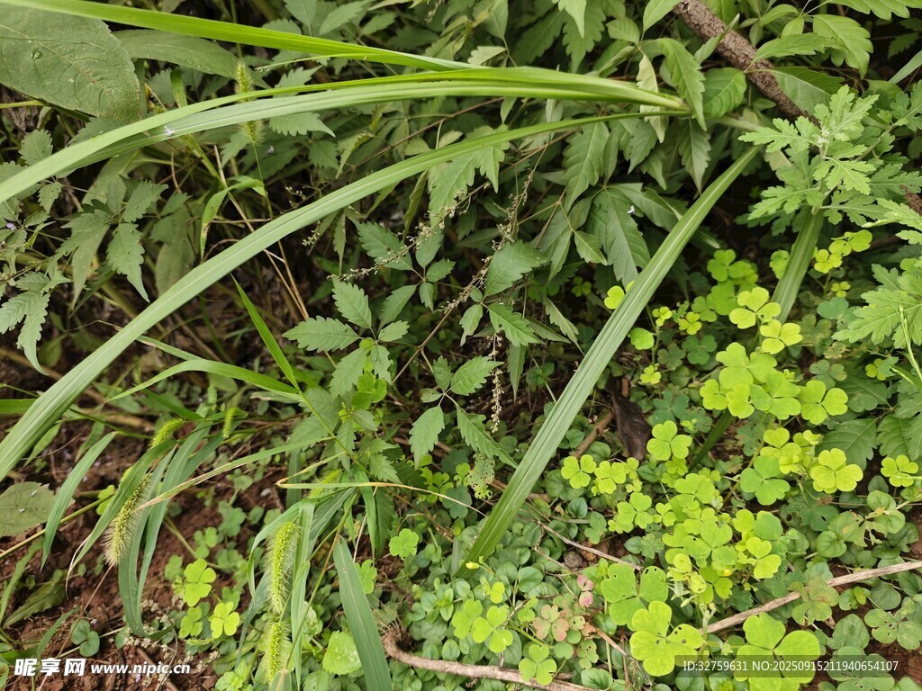 繁茂绿植