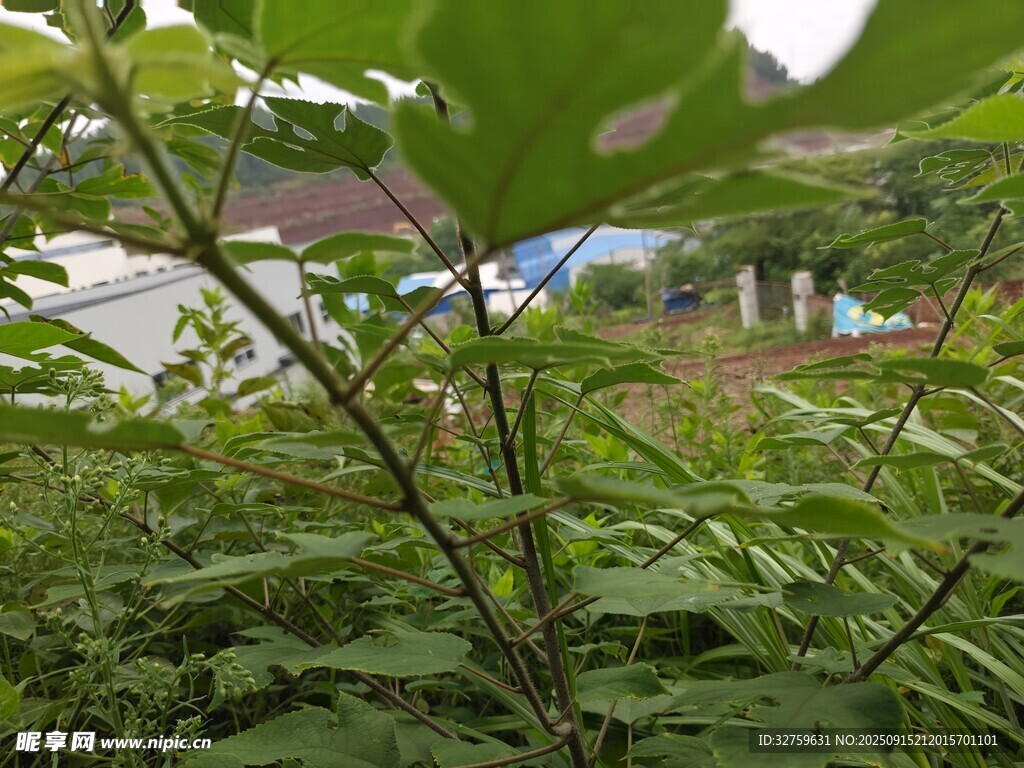 绿叶繁茂的户外植物景观