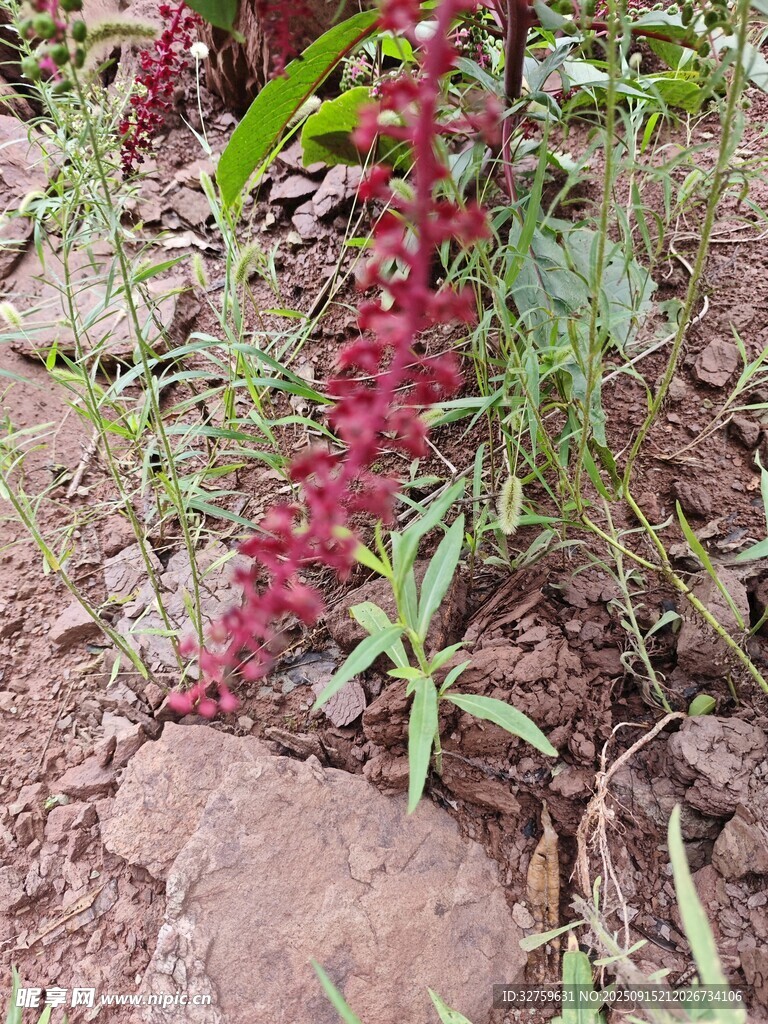 红色穗状植物生长于泥土间
