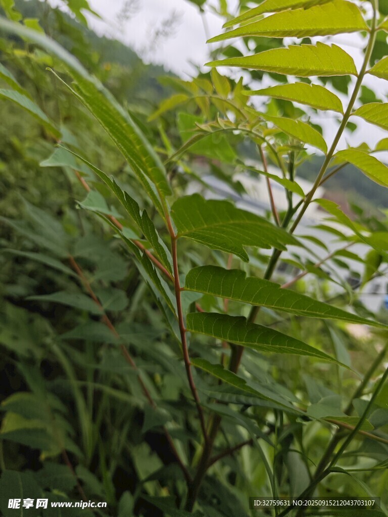 翠绿蕨类植物特写