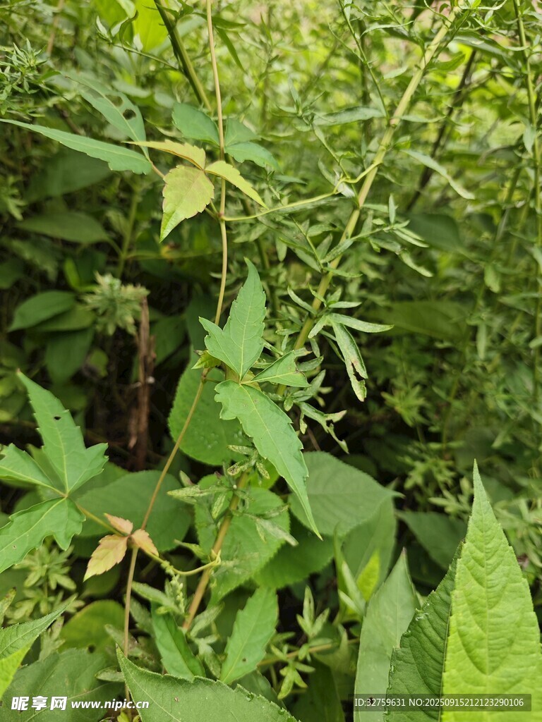 繁茂绿植 