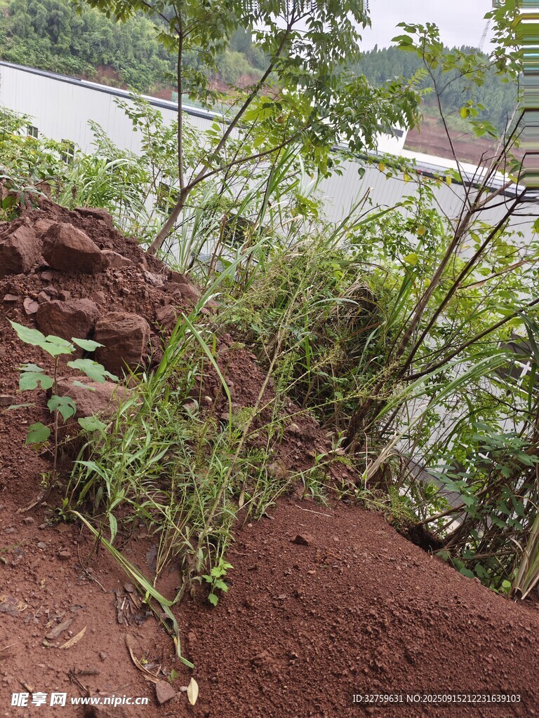 山坡上的绿植与红土