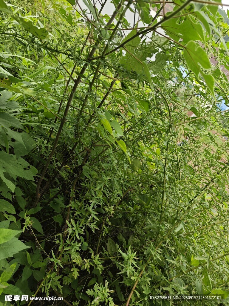 茂密绿植景观