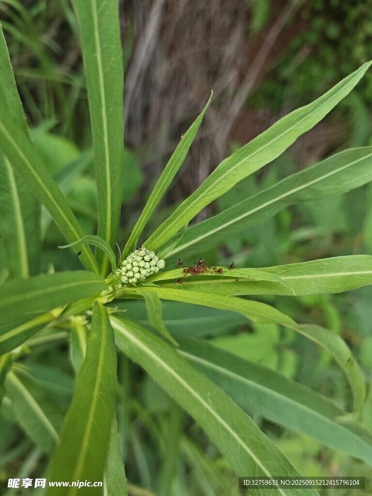 绿色植物特写