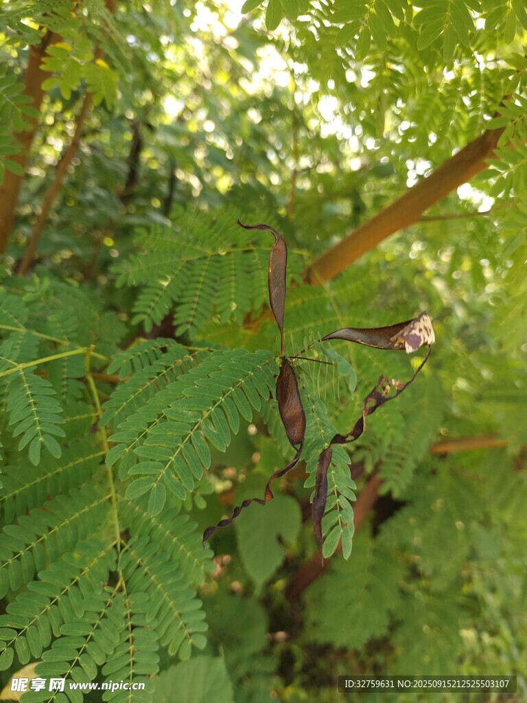 茂密树林中的翠绿羽状叶片