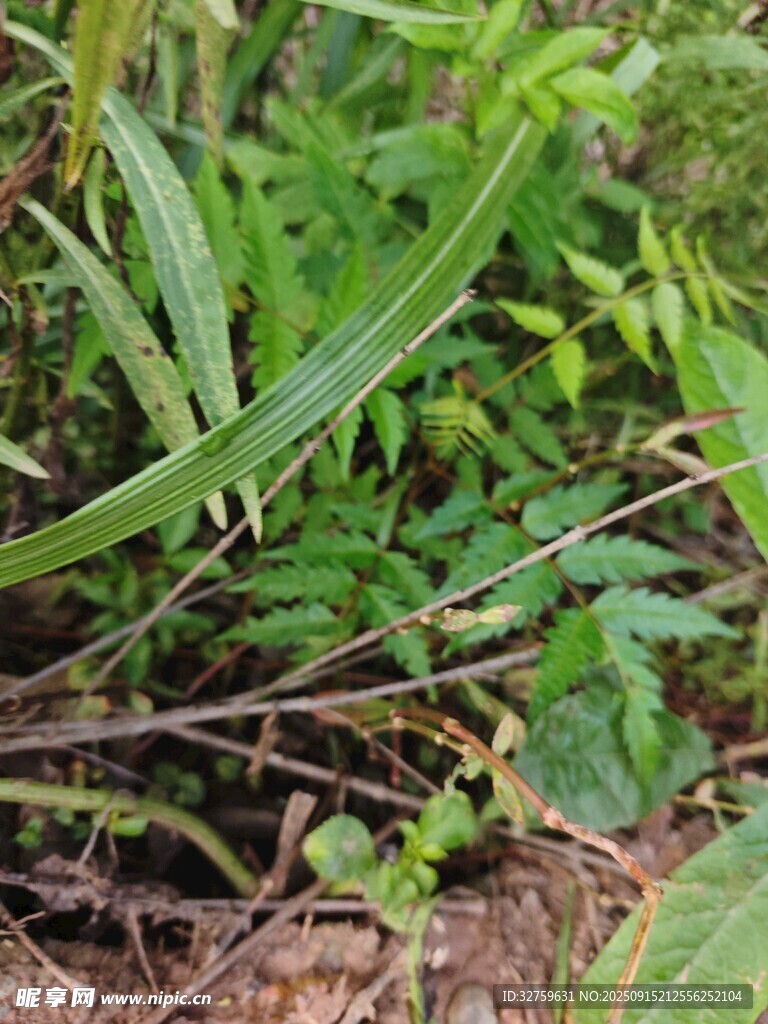 草丛中的多样绿色植物
